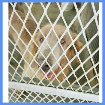 ワイマラナー　父犬　子犬販売　AngelWan　横浜