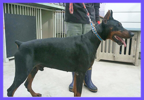 ドーベルマン　父犬　子犬販売の専門店　AngelWan　横浜