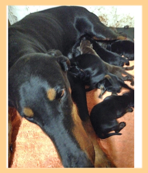 ドーベルマン　母犬　子犬販売の専門店　AngelWan　横浜