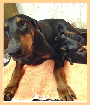 ドーベルマン　母犬　子犬販売の専門店　AngelWan　横浜