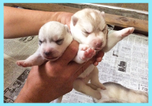 シベリアンハスキー オス 子犬販売の専門店 AngelWan 横浜
