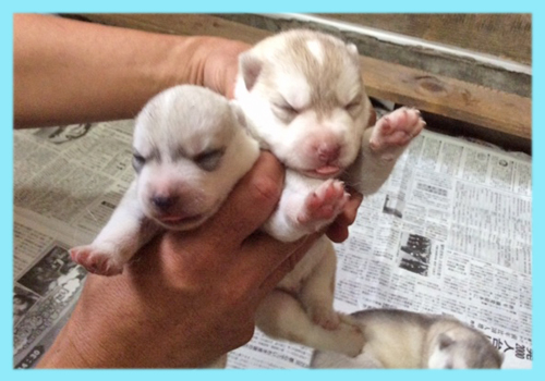 シベリアンハスキー オス 子犬販売の専門店 AngelWan 横浜