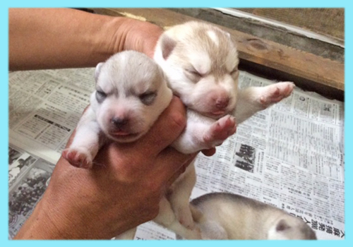 シベリアンハスキー オス 子犬販売の専門店 AngelWan 横浜