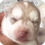 シベリアンハスキー　レッド＆ホワイト　オス　子犬販売の専門店　AngelWan　横浜