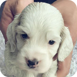 イングリッシュコッカースパニエル レモン オス 子犬販売の専門店 AngelWan 横浜