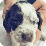 イングリッシュコッカースパニエル チョコレート&ローン オス 子犬販売の専門店 AngelWan 横浜