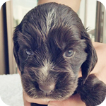 イングリッシュコッカースパニエル チョコレート オス 子犬販売の専門店 AngelWan 横浜