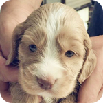 イングリッシュコッカースパニエル　レッド　オス　子犬販売の専門店　AngelWan　横浜