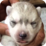 シベリアンハスキー　シルバー＆ホワイト　メス　子犬販売の専門店　AngelWan　横浜