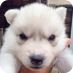 シベリアンハスキー シルバー&ホワイト オス 子犬販売の専門店 AngelWan 横浜