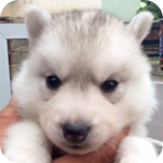 シベリアンハスキー　シルバー＆ホワイト　メス　子犬販売の専門店　AngelWan　横浜