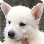ホワイトシェパード　メス　子犬販売の専門店　AngelWan　横浜