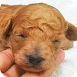 ミックス マルプー アプリコット オス 子犬販売の専門店 AngelWan 横浜