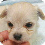 ミックス　チワマル　クリーム　メス　子犬販売の専門店　AngelWan　横浜