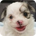 ミックス　チワマル　フォーン＆ホワイト　オス　子犬販売の専門店　AngelWan　横浜