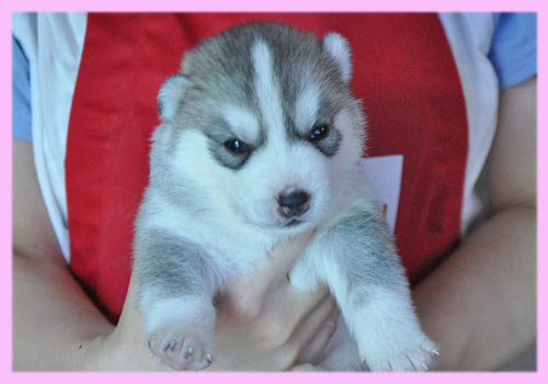 シベリアンハスキー　グレー＆ホワイト　メス　子犬販売の専門店　AngelWan　横浜