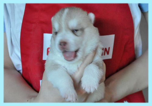 シベリアンハスキー　コパー　オス　子犬販売の専門店　AngelWan　横浜