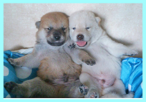 柴犬 赤 白 オス 子犬販売の専門店 AngelWan 横浜