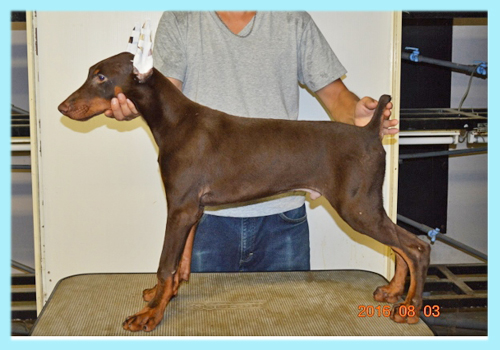 ドーベルマン　チョコレート＆タン　オス　子犬販売の専門店　AngelWan　横浜