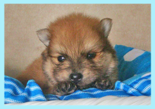 ポメラニアン　セーブル　オス　子犬販売の専門店　AngelWan　横浜