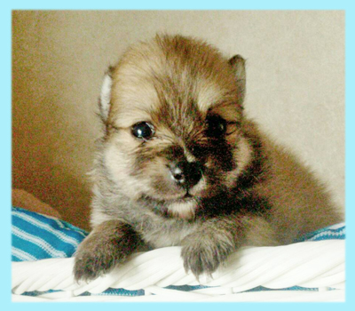 ポメラニアン　セーブル　オス　子犬販売の専門店　AngelWan　横浜