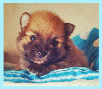 ポメラニアン セーブル オス 子犬販売の専門店 AngelWan 横浜