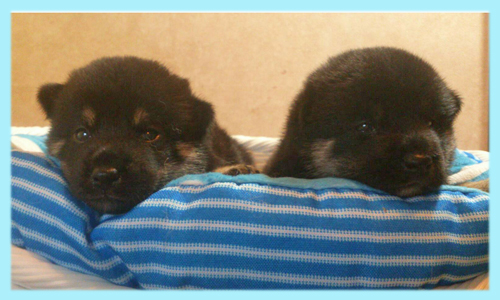 柴犬　オス　黒　子犬販売の専門店　AngelWan　横浜