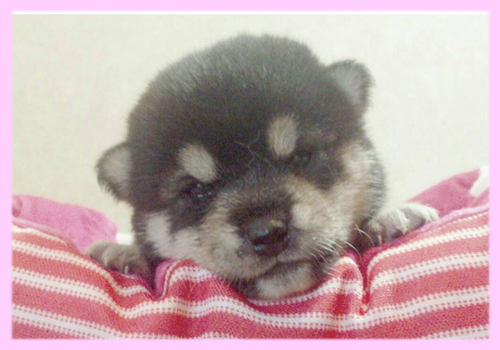 柴犬 メス 黒 子犬販売の専門店 AngelWan 横浜