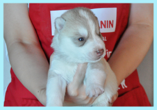 シベリアンハスキー　コパー　オス　子犬販売の専門店　AngelWan　横浜