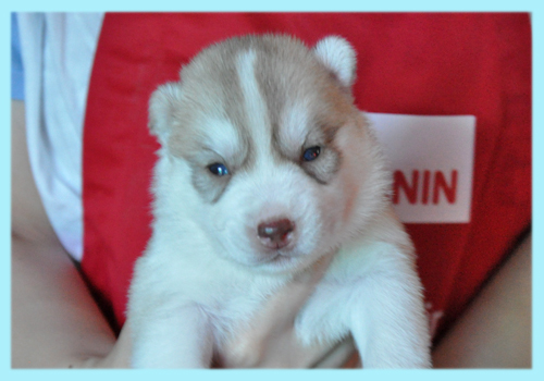 シベリアンハスキー　コパー　オス　子犬販売の専門店　AngelWan　横浜