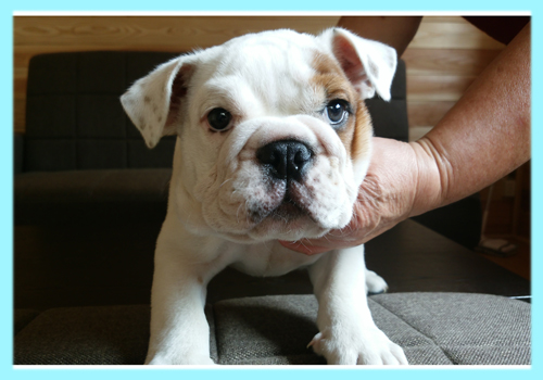 ブルドッグ　レッド＆ホワイト　オス　子犬販売の専門店　AngelWan　横浜