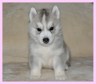 シベリアンハスキー　シルバー　メス　子犬販売の専門店　AngelWan　横浜