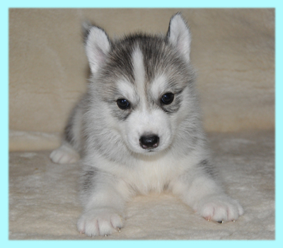 シベリアンハスキー　シルバー　オス　子犬販売の専門店　AngelWan　横浜