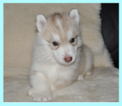 シベリアンハスキー　コパー　オス　子犬販売の専門店　AngelWan　横浜
