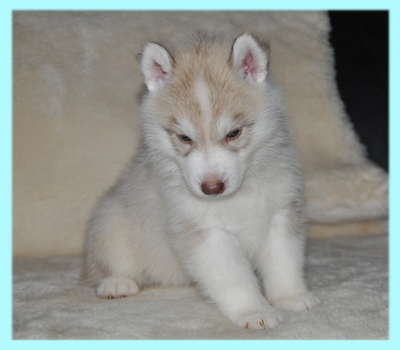 シベリアンハスキー　コパー　オス　子犬販売の専門店　AngelWan　横浜