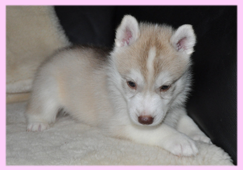 シベリアンハスキー　コパー　メス　子犬販売の専門店　AngelWan　横浜