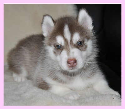 シベリアンハスキー レッド&ホワイト メス 子犬販売の専門店 AngelWan 横浜