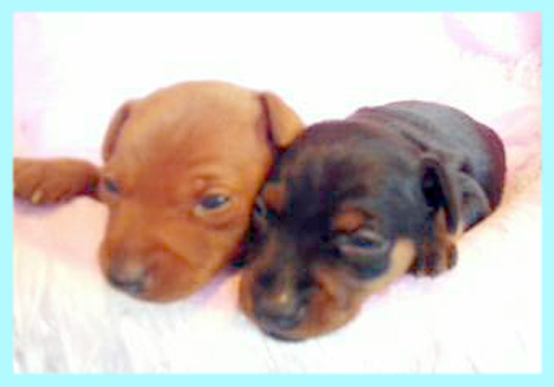 ミニチュアピンシャー　オス　子犬販売の専門店　AngelWan　横浜