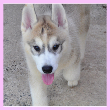 シベリアンハスキー　グレー＆ホワイト　メス　子犬販売の専門店　AngelWan　横浜