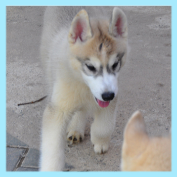 シベリアンハスキー　コパー＆ホワイト　オス　子犬販売の専門店　AngelWan　横浜