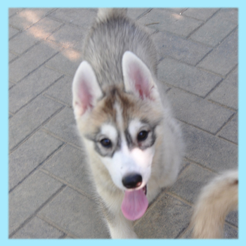 シベリアンハスキー　グレー＆ホワイト　オス　子犬販売の専門店　AngelWan　横浜