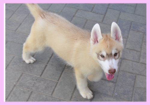 シベリアンハスキー　コパー＆ホワイト　メス　子犬販売の専門店　AngelWan　横浜