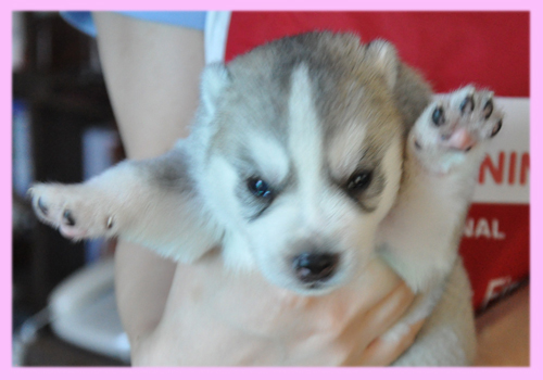 シベリアンハスキー　コパー　メス　子犬販売の専門店　AngelWan　横浜