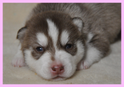 シベリアンハスキー レッド&ホワイト メス 子犬販売の専門店 AngelWan 横浜