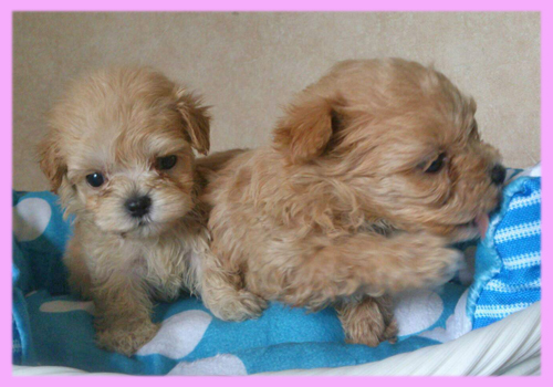 ミックス　マルプー　メス　子犬販売の専門店　AngelWan　横浜