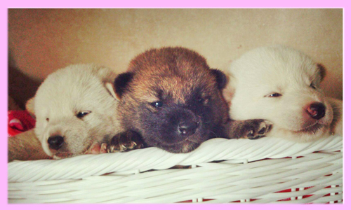 柴犬　赤　白　メス　子犬販売の専門店　AngelWan　横浜