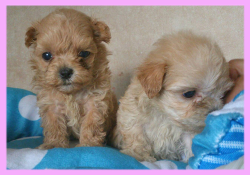 ミックス　マルプー　メス　子犬販売の専門店　AngelWan　横浜