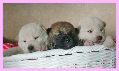 柴犬　赤　白　メス　子犬販売の専門店　AngelWan　横浜