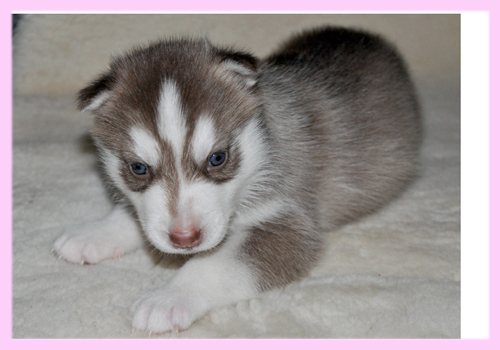 シベリアンハスキー レッド&ホワイト メス 子犬販売の専門店 AngelWan 横浜