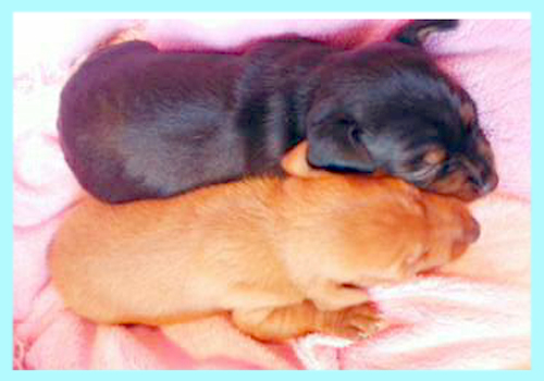 ミニチュアピンシャー　オス　子犬販売の専門店　AngelWan　横浜